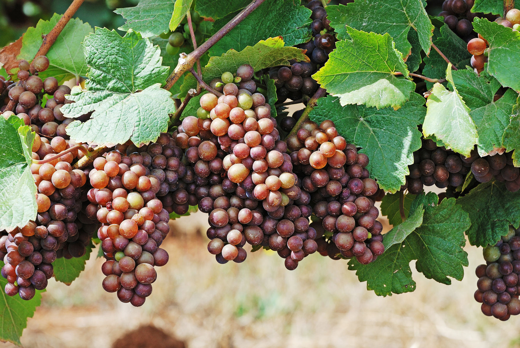 Pinot gris